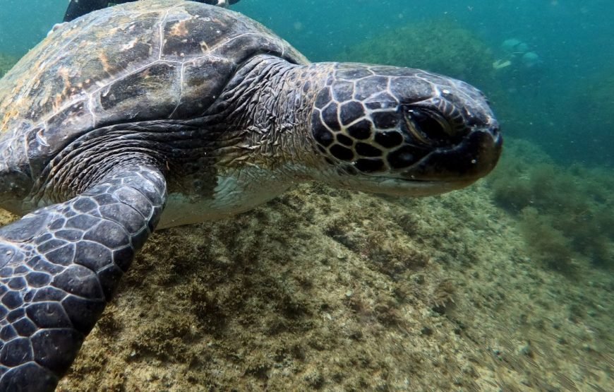 Batismo de Mergulho em Florianópolis – By Acquanauta