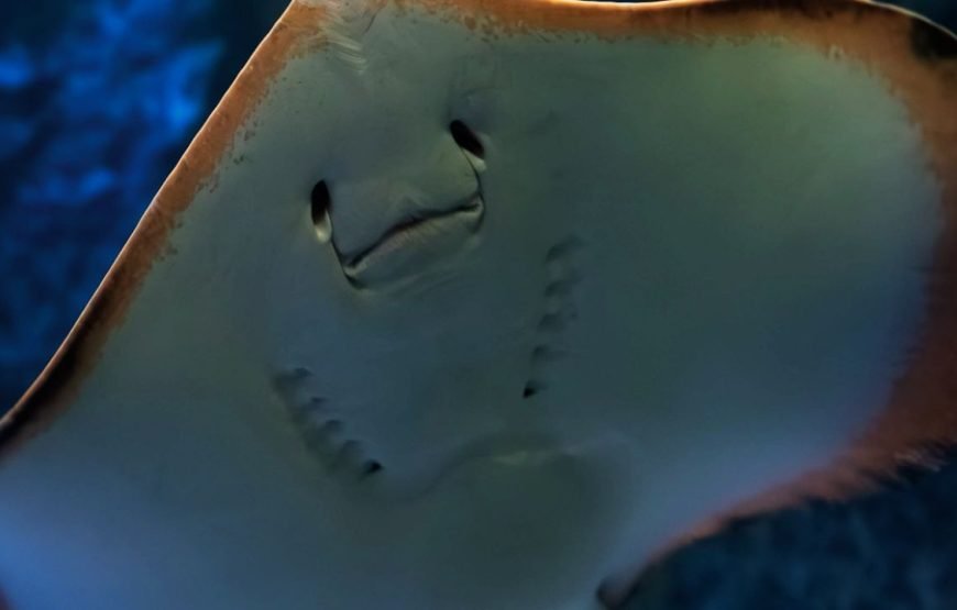 Ingressos Oceanic Aquarium em Balneário Camboriú – By Grupo Oceanic