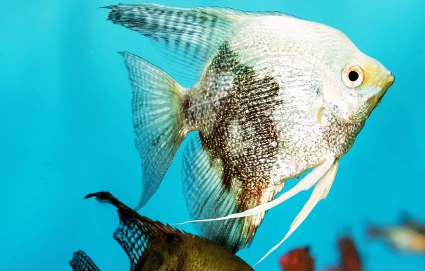 Ingressos Oceanic Aquarium em Balneário Camboriú – By Grupo Oceanic